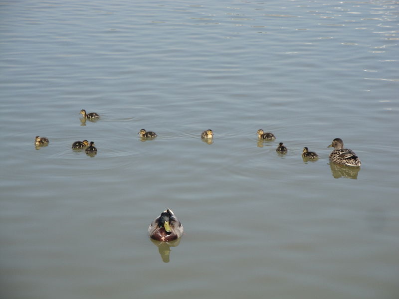 File:Mallard duck family at Sandown Culver Parade lake.JPG