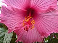 Kínai hibiszkusz (Hibiscus rosa-sinensis)