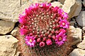 Mammillaria spinosissima