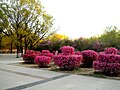 Parque de la ciudad de Manduhai