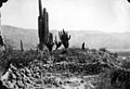 Man standing next to cactus (3526477074).jpg
