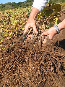 A collection of vines with grafted rootstocks Mao do edgar.jpg