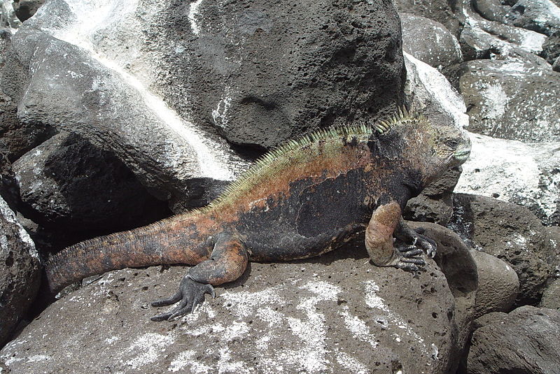 File:Marine iguana San Cristóbal Galápagos Ecuador DSC00209 ad.JPG