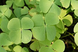 Marsilea minuta 9092.jpg