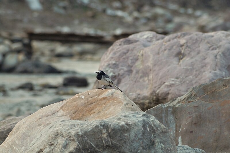 File:Masked wagtail near Rishikesh 01.jpg