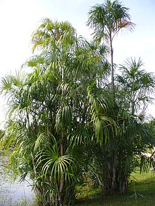 Mauritiella httpsuploadwikimediaorgwikipediacommonsthu