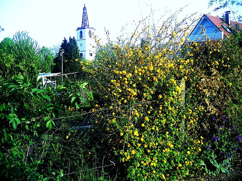 File:May Grand Big Cigogne blanc - Rhine Valley habitat Photography 2013 - panoramio (6).jpg