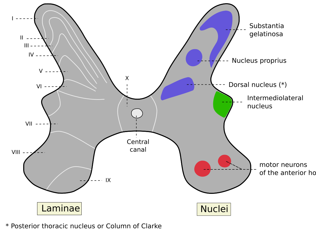 anterior commissure spinal cord