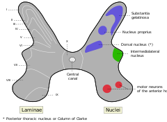 Rexed laminae groups the grey matter in the spinal cord according to its function.