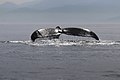 Humpback whale