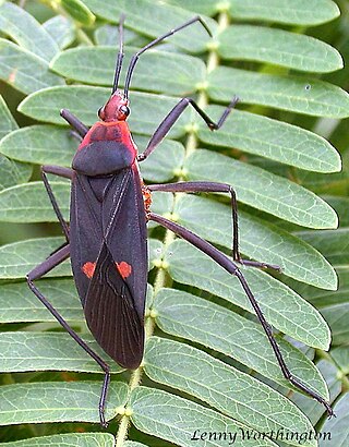 <i>Melamphaus</i> Genus of true bugs
