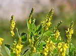 Melilotus segetalis flowers.jpg