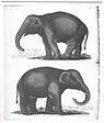 Antonio Alpis Elefantenpaar