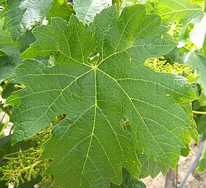 Fuèlha caracteristica de Merlot