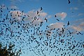 Mexican free-tailed bats exiting Bracken Bat Cave (8006833815).jpg