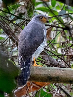 A kép leírása Micrastur mintoni - Titkos Erdei Sólyom;  Parauapebas, Pará, Brazília.jpg.