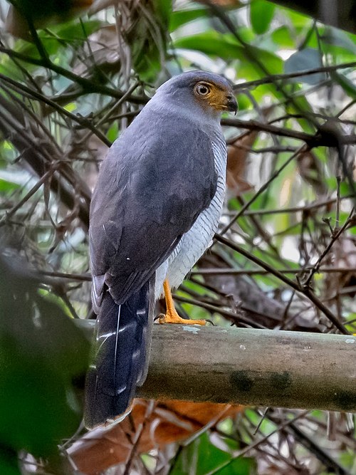 Image: Micrastur mintoni   Cryptic Forest Falcon; Parauapebas, Pará, Brazil