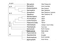 Micropterigidae phylogenetic relationships.JPG