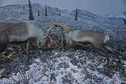 Tundra Migrants: Caribou