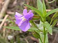 Mimulus ringens