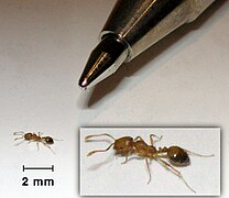 Monomorium pharaonis.jpg