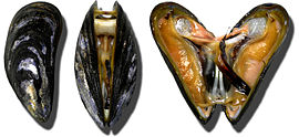 Geweune mussel (Mytilus edulis)