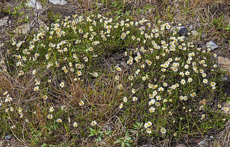 File:Mountain avens along bank of Firth River, Ivvavik National Park, YT.jpg