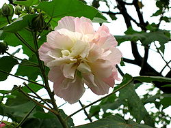 Hibisko, Hibiscus mutabilis