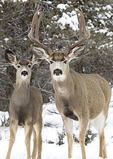 Mule deer Deer indigenous to western North America