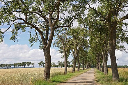 The Munneref Birenallee, a 1350 meter long lane with pear trees on either side.