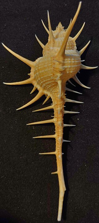 <i>Murex tenuirostrum</i> Species of gastropod