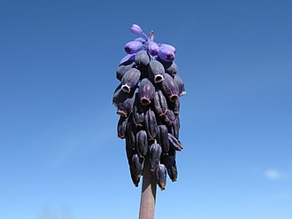 Coma atop Muscari armeniacum, bearing sterile flowers Muscari armeniacum flowerhead3 ST (14999577633).jpg