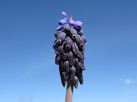 Coma atop Muscari armeniacum, bearing sterile flowers