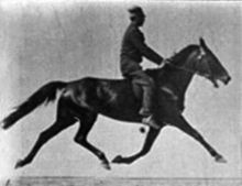 İki atımlı bir yürüyüşte ön ve arka bacakların yanal çiftlerini ileri doğru hareket ettiren binicili bir atın erken film sekansı