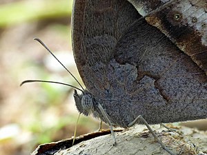 Mycalesis perseus (Dingy Bushbrown) dry-season-form