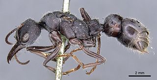 <i>Myrmecia rugosa</i> Species of ant