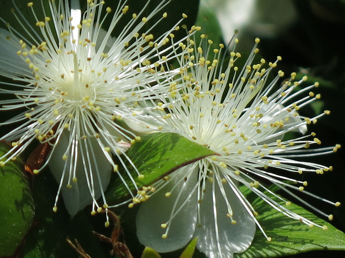 Myrtus communis