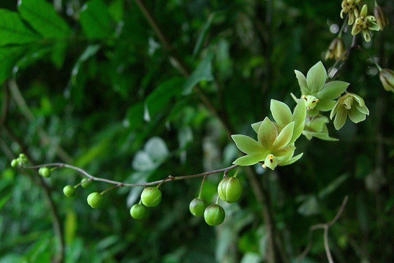 File:Mystery Smilax-like Flower (908293142).jpg