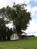 Vorschaubild für Linde (Halloh-Kapelle Wallen)