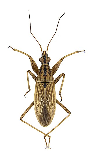 <i>Nabis rugosus</i> Species of true bug