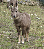 Naemorhedus caudatus Torun2.jpg