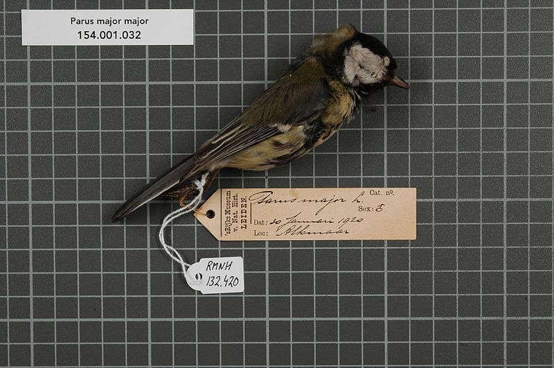 File:Naturalis Biodiversity Center - RMNH.AVES.132420 1 - Parus major major Linnaeus, 1758 - Paridae - bird skin specimen.jpeg