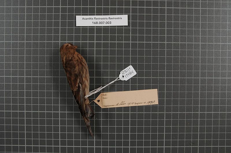 File:Naturalis Biodiversity Center - RMNH.AVES.154364 1 - Acanthis flavirostris flavirostris (Linnaeus, 1758) - Fringillidae - bird skin specimen.jpeg