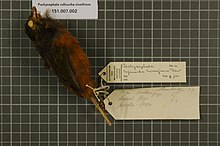 Naturalis Biodiversity Center - RMNH.AVES.18998 1 - Pachycephala rufinucha niveifrons Hartert, 1930 - Pachycephalidae - bird skin specimen.jpeg