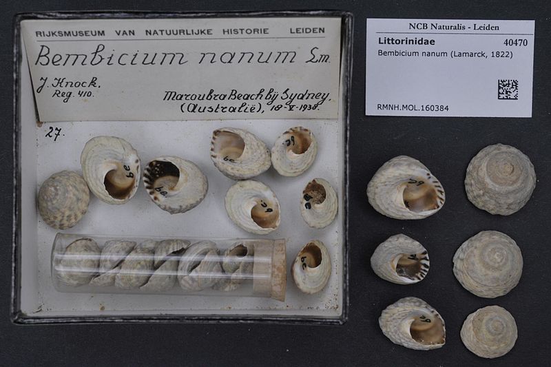 File:Naturalis Biodiversity Center - RMNH.MOL.160384 - Bembicium nanum (Lamarck, 1822) - Littorinidae - Mollusc shell.jpeg