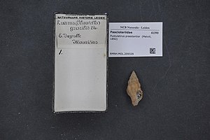 Naturalis Biodiversity Center - RMNH.MOL.209329 - Pustulatirus praestantior (Melvill, 1892) - Fasciolariidae - Mollusc shell.jpeg