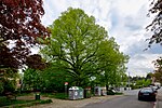 Winter linden (Tilia cordata)