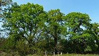 Natural monument oak group in Isernhagen FB (ND-H 131)