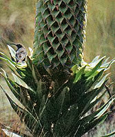 On a lobelia deckenii plant