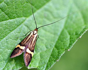 Nemophora degeerella, female